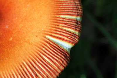 Close-up of orange flower