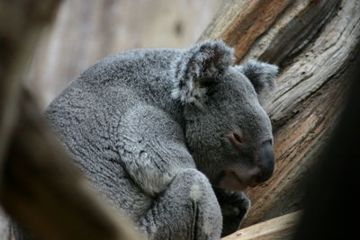 Sleeping koala