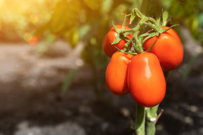 Close-up of orange tomatoes