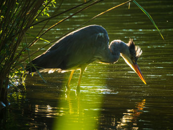 Bird perching on a lake