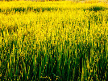 Full frame shot of crops on field