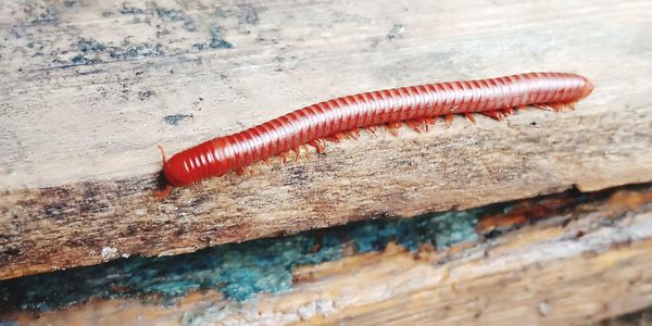 High angle view of caterpillar on floor