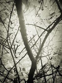 Low angle view of bare trees