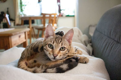 Close-up of the tabby bengal cat franz looking at the camera at home.