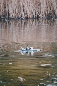 Birds swimming in lake