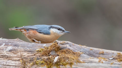 Close-up of bird perching on wood