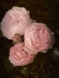 Close-up of pink roses