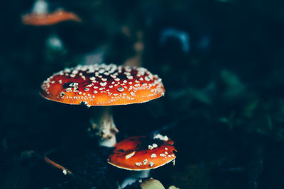 Close-up of mushroom in forest