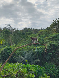 View of horse in forest