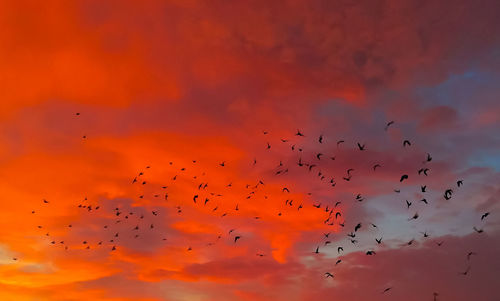 Flock of birds flying in sky