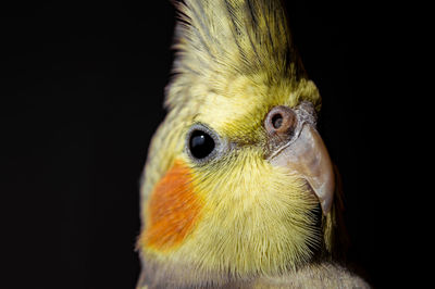 Close-up of a bird