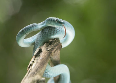 Close-up of snake