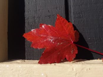 Close-up of maple leaves on table against wall