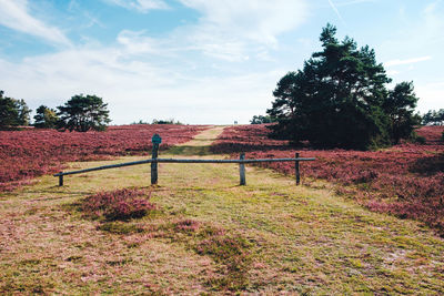 Trees on field against sky