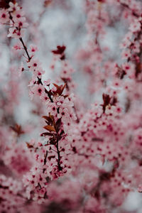 Close-up of pink cherry blossoms in spring