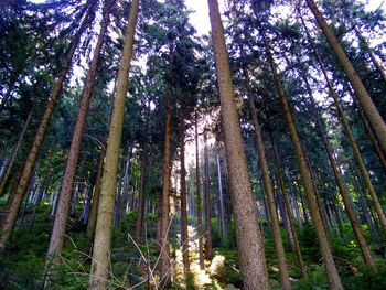 Low angle view of trees