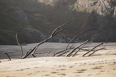 Driftwood on beach