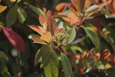 Close-up of flowering plant