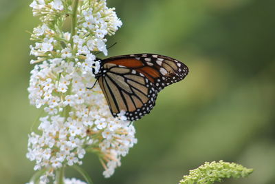 Close-up of butterfly pollinating on white flower