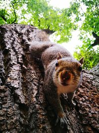 Close-up of lizard on tree trunk