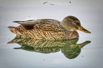 Close-up of mallard duck swimming in water