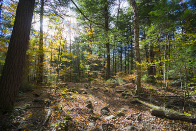 Trees in forest during autumn