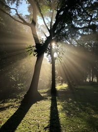 Sunlight streaming through tree