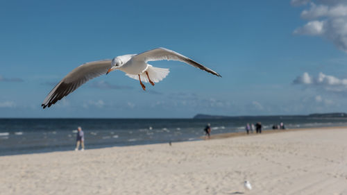 Close-up of seagull flying at beach against sky