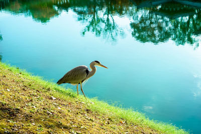 Ducks on a lake