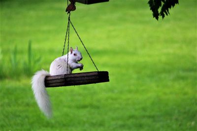 Side view of a albino squirrel  hanging on bird feeder