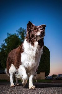 Low angle view of dog standing on land against clear blue sky