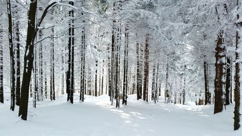 Trees on snow covered land