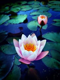 Close-up of lotus water lily in pond