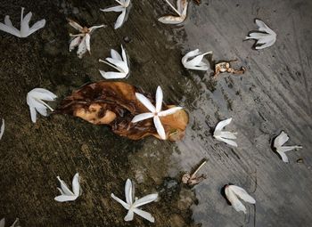 High angle view of birds