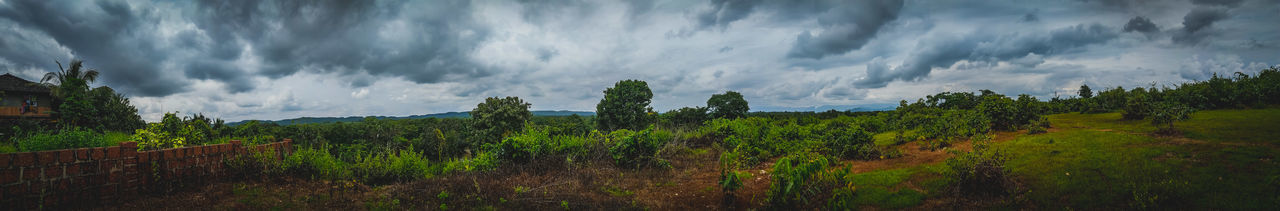 Panoramic view of trees on field against sky
