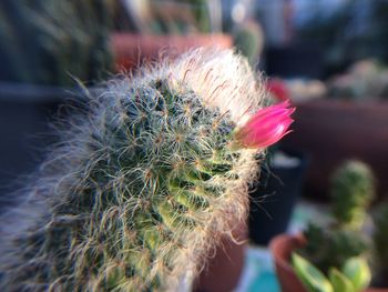 Close-up of cactus plant