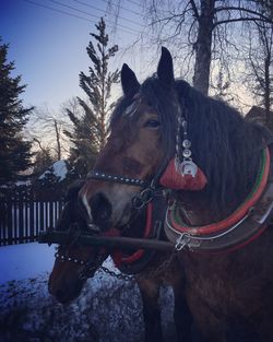 Horse standing in snow