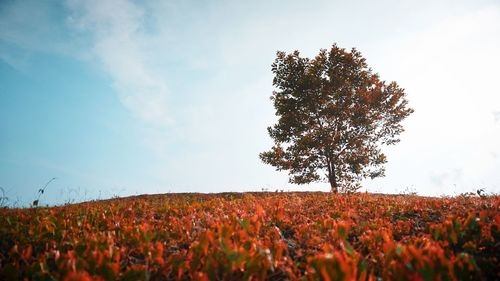 Plants growing on field against sky