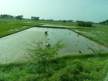 Scenic view of lake