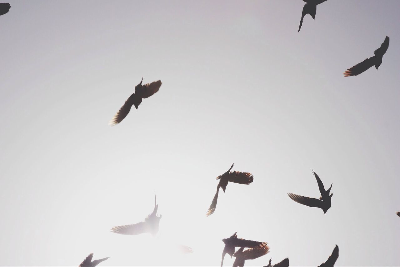 flying, low angle view, bird, mid-air, animals in the wild, animal themes, wildlife, spread wings, clear sky, flock of birds, silhouette, sky, freedom, copy space, medium group of animals, motion, togetherness, outdoors
