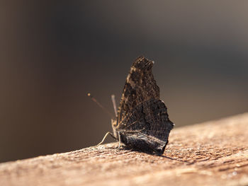 Close-up of butterfly