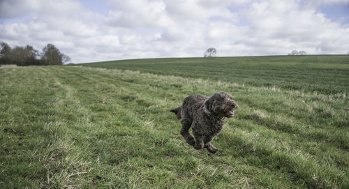 View of a dog running on field