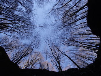 Low angle view of silhouette trees against sky