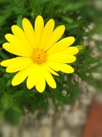 Close-up of yellow flower