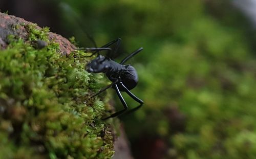 Close-up of spider on plant