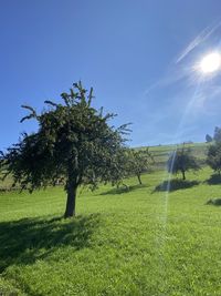 Trees on field against sky on sunny day