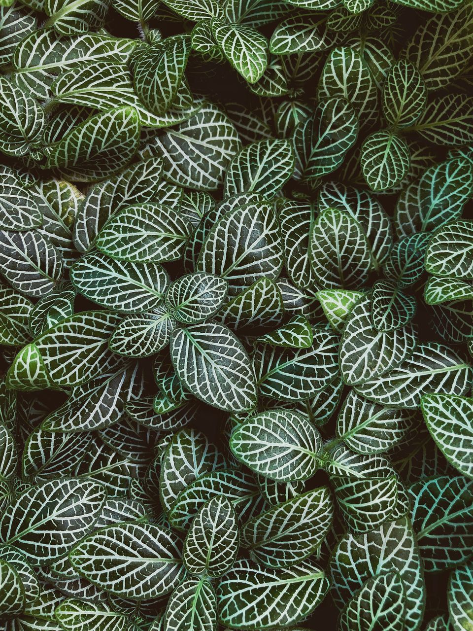 HIGH ANGLE VIEW OF SUCCULENT PLANT