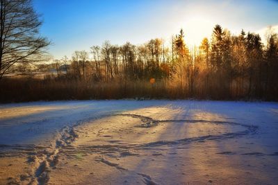 Trees on snow covered landscape