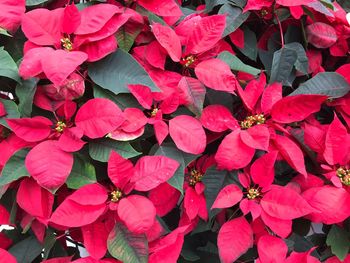 Close-up of red flowering plant