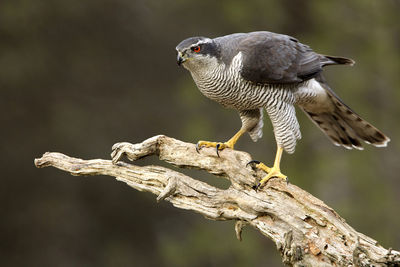 Close-up of bird perching on a tree